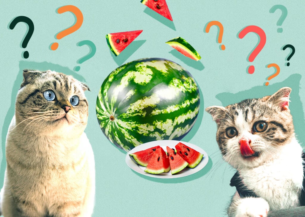Can Cats Eat Watermelon? Vet-Reviewed Nutritional Facts & FAQ