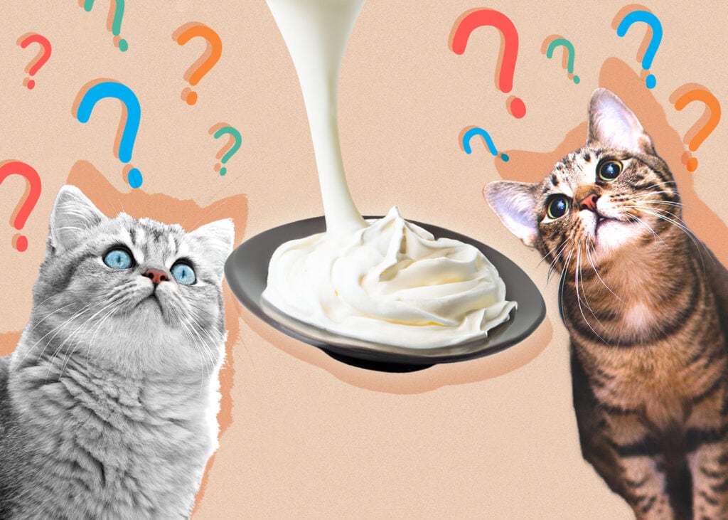 Can Cats Eat Whipped Cream? Vet-Reviewed Nutrition Facts & FAQ