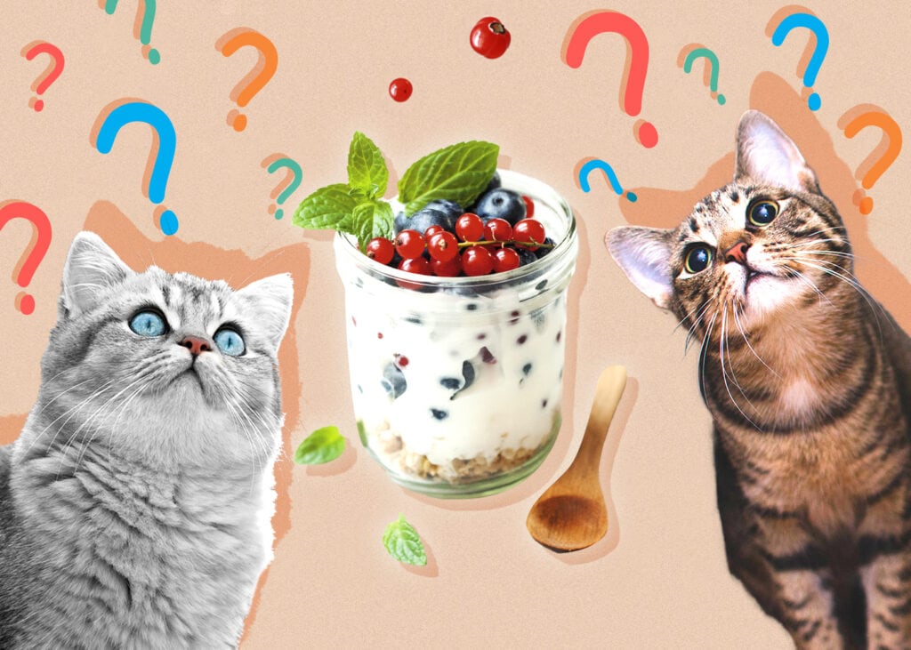 Can Cats Eat Yogurt? Vet-Reviewed Benefits & FAQs