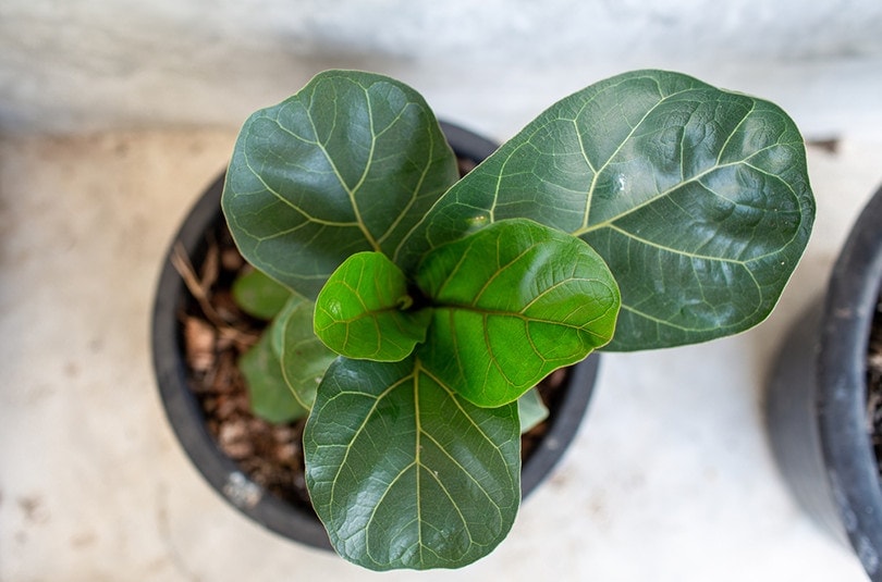 Are Fiddle Leaf Figs Toxic to Cats? Vet-Approved Facts and Safety Guide