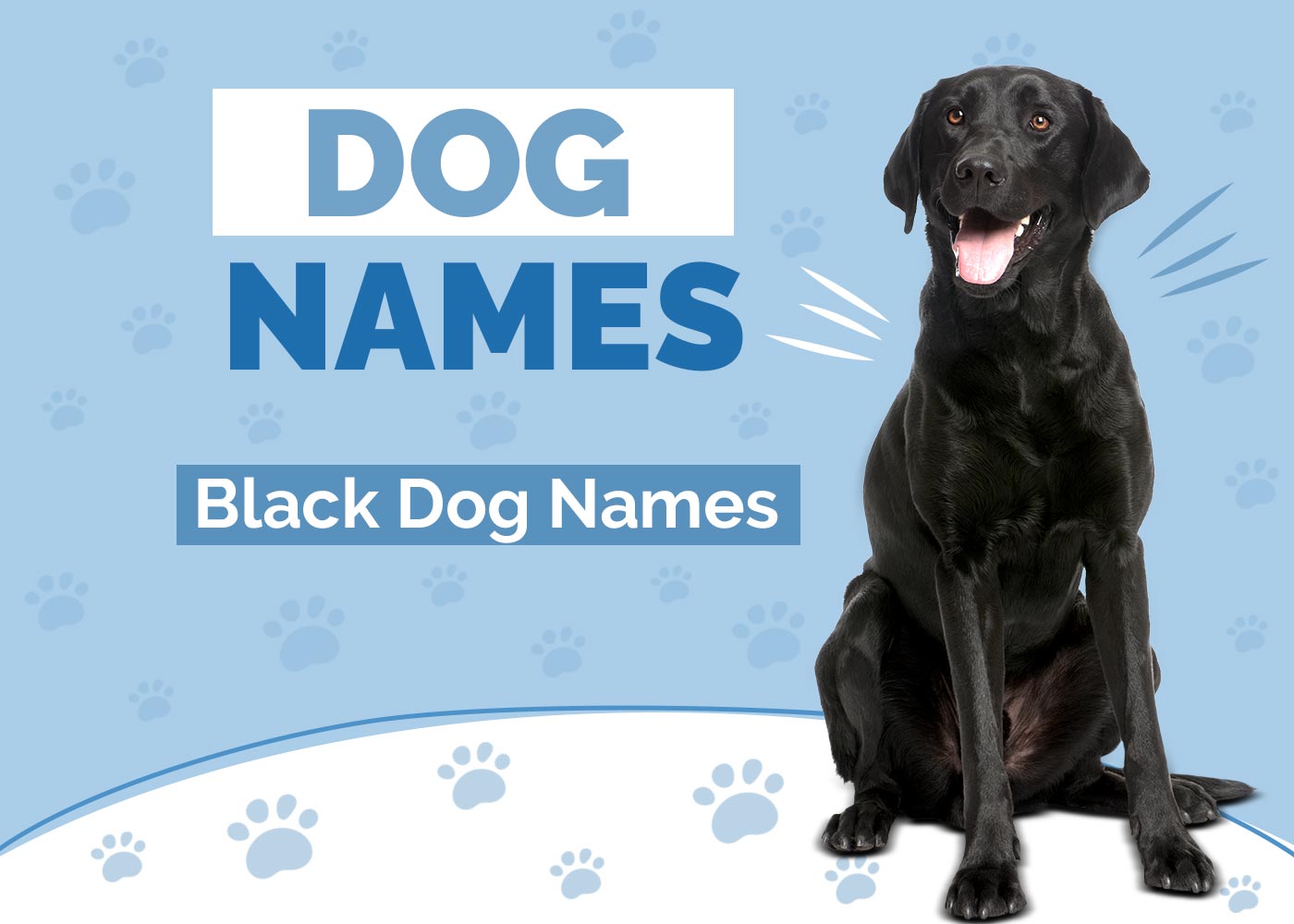 100+ Black Dog Names: Ideas for Cool & Cuddly Dogs