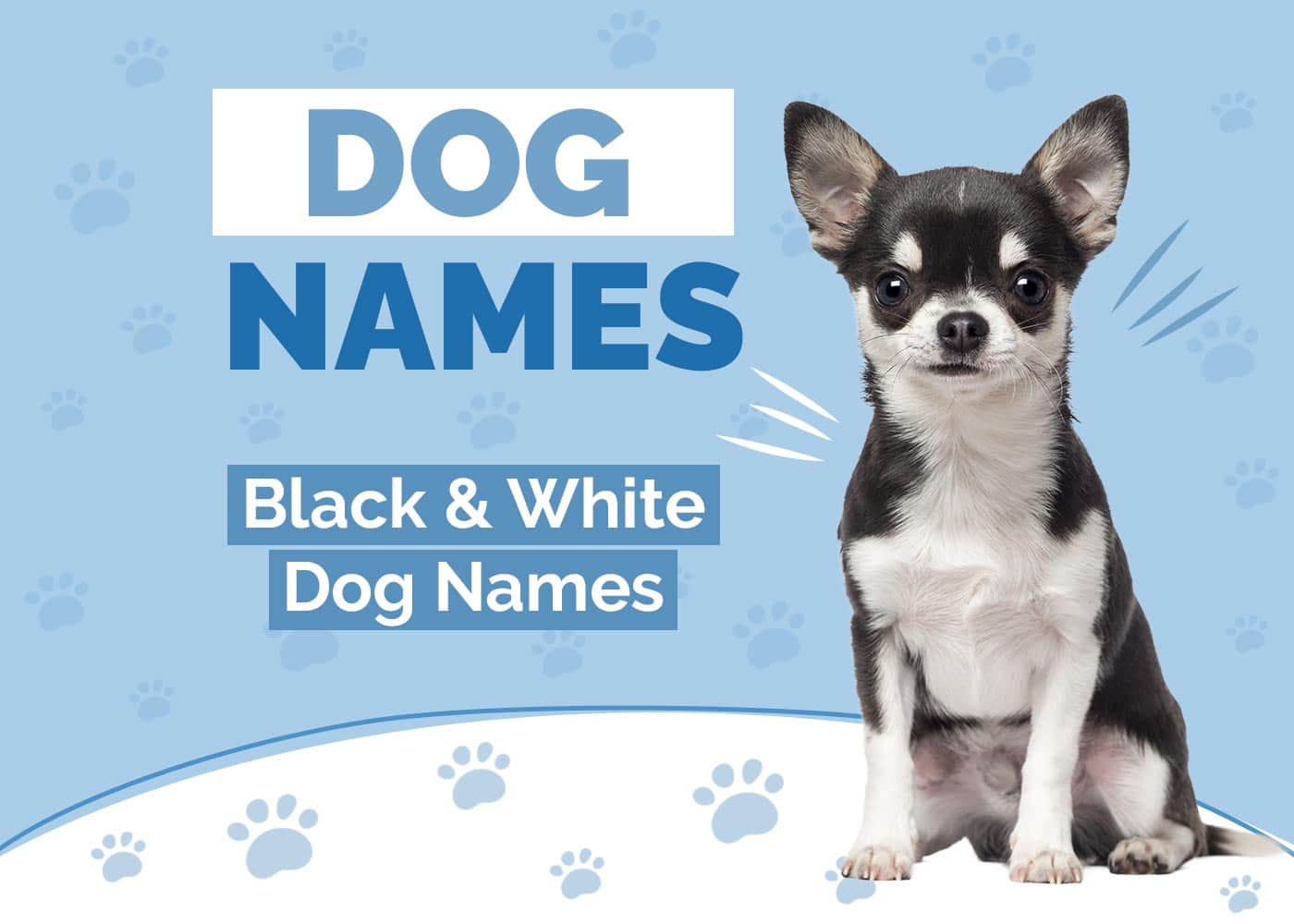 100+ Black & White Dog Names: Ideas for Stunning & Unique Dogs