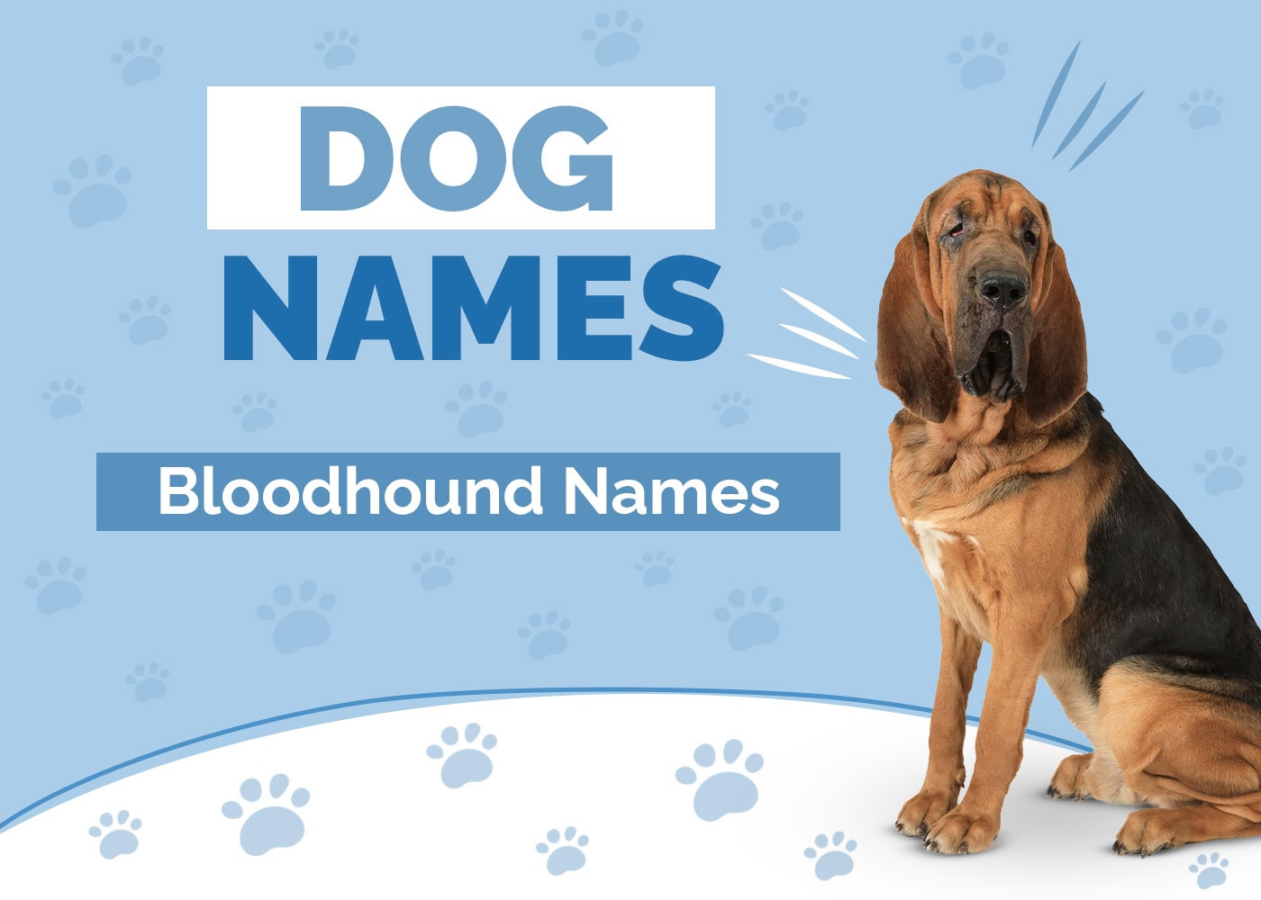 170+ Amazing Names for Your New Bloodhound