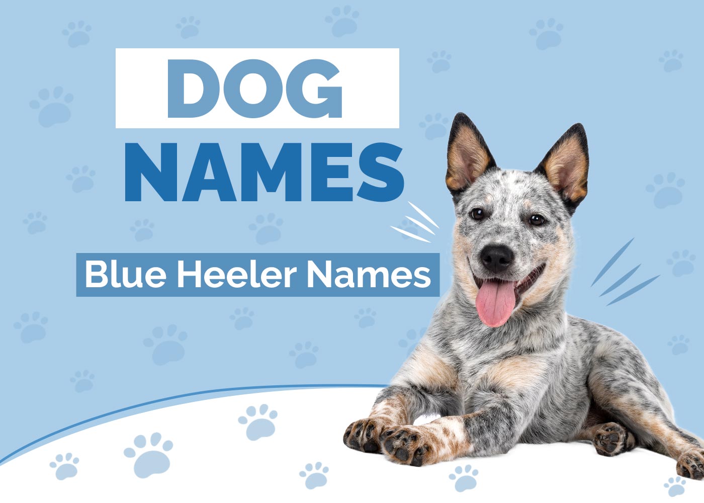215+ Blue Heeler Dog Names: Ideas for Australian Herding Dogs
