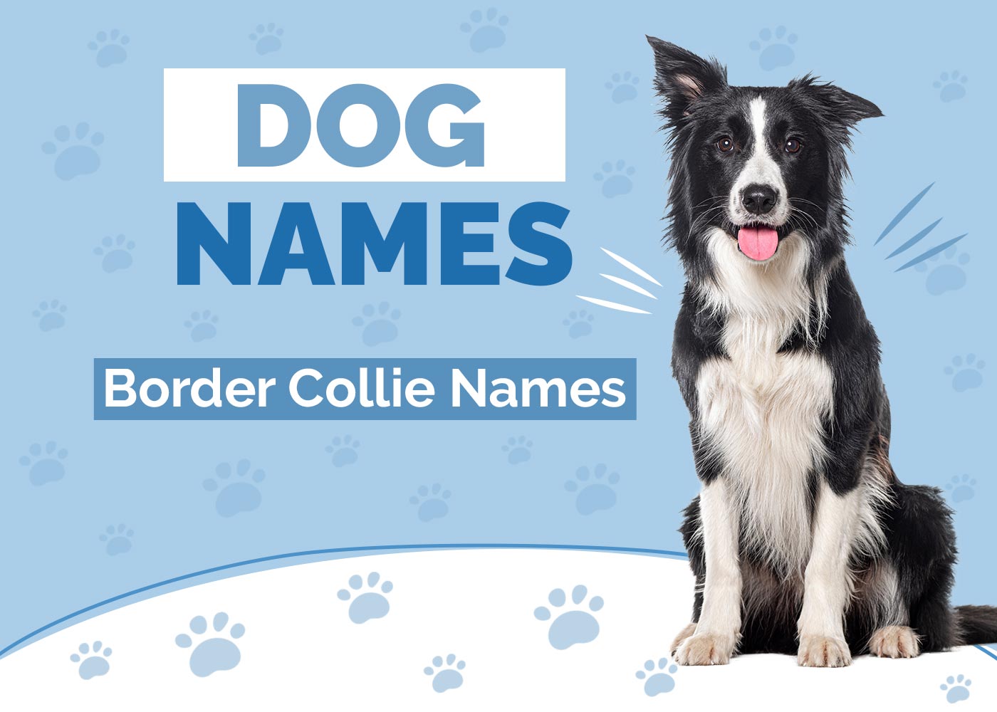 100+ Border Collie Names: Ideas for Affectionate & Athletic Dogs