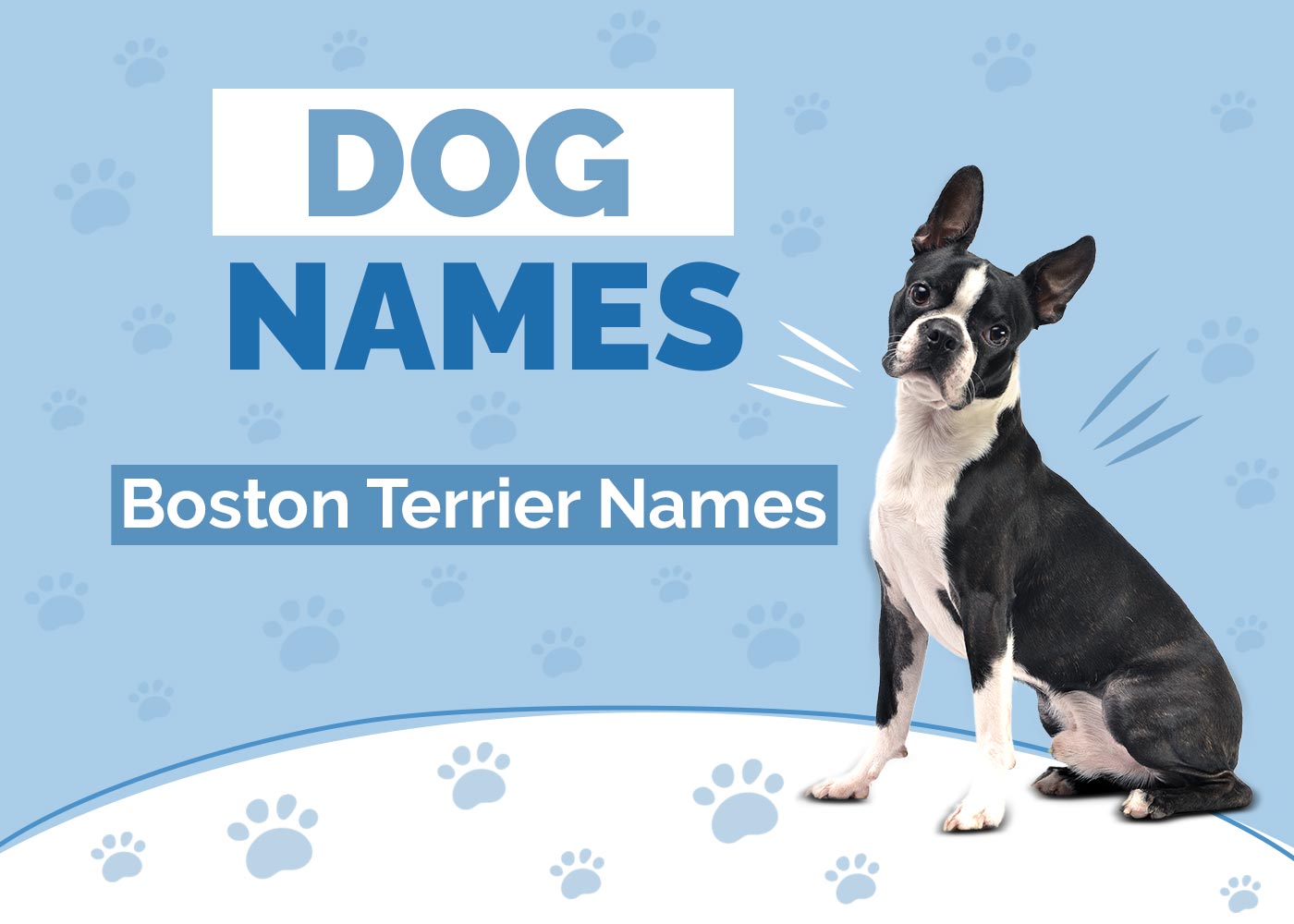 100+ Boston Terrier Dog Names: Ideas for Energic & Playful Dogs