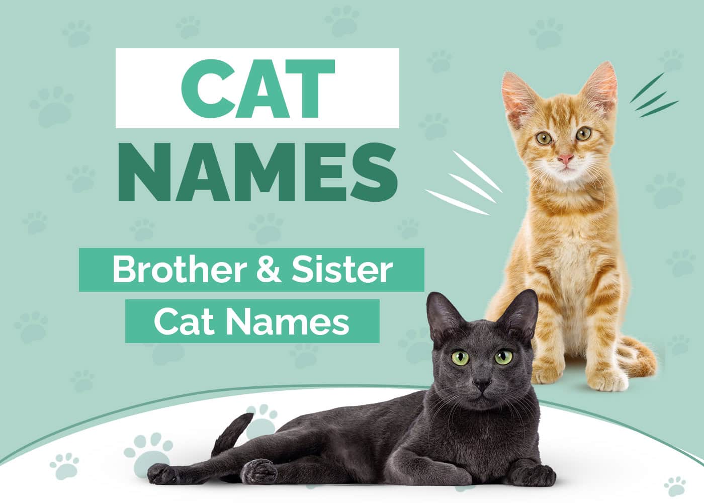 230+ Brother & Sister Cat Names for Sibling Cats