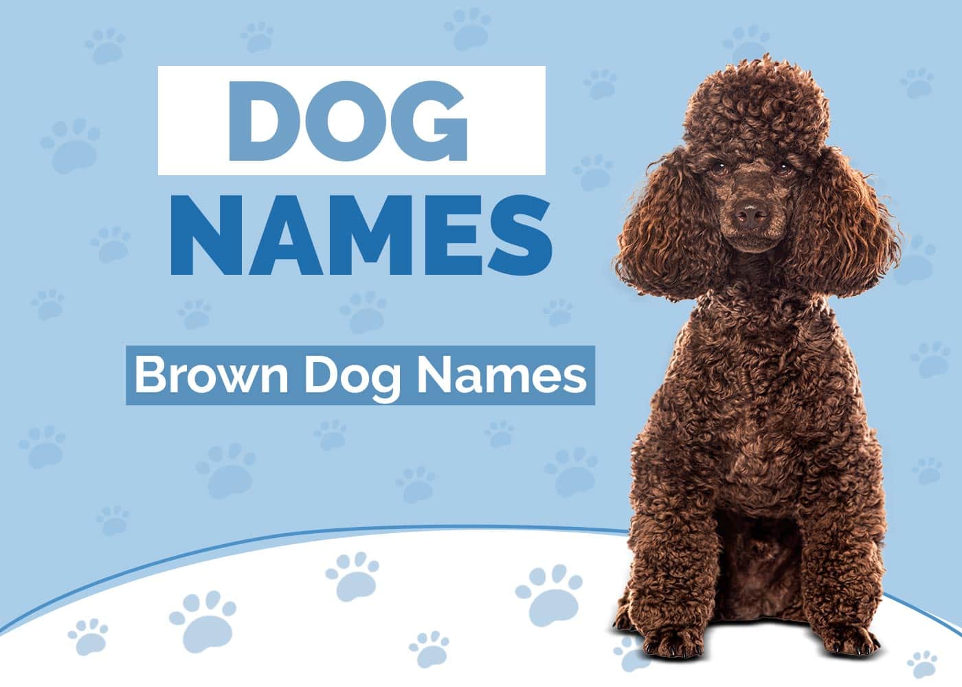 100+ Brown Dog Names: Ideas for Sweet & Lovable Dogs