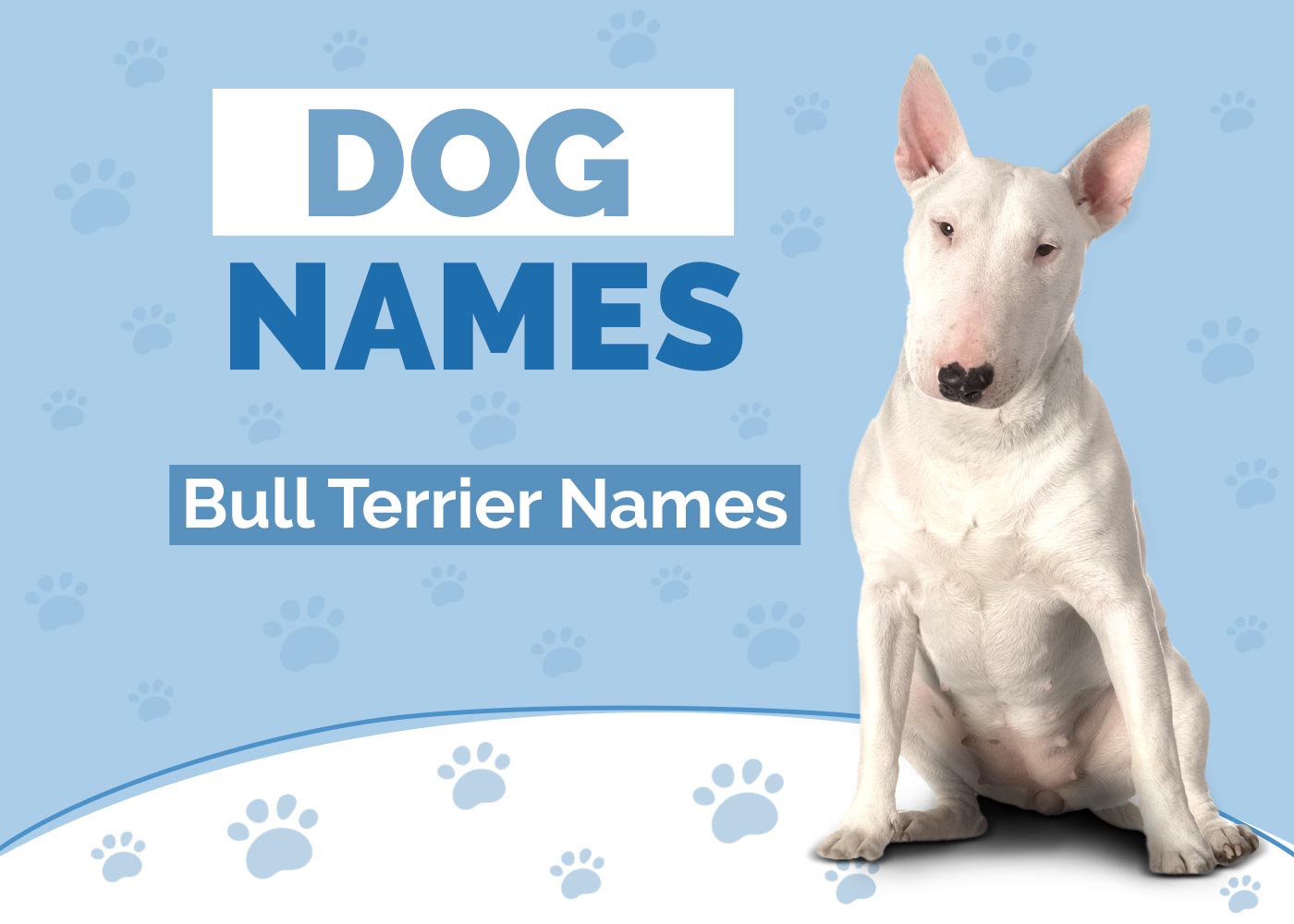 Amazing Names for Bull Terriers