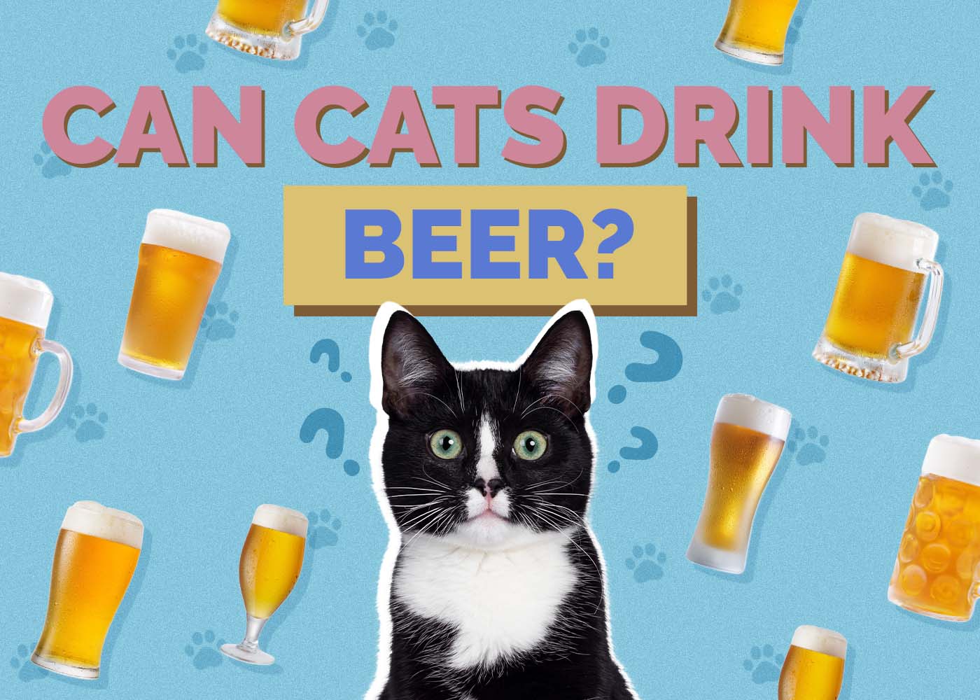 Can Cats Drink Beer? Vet-Approved Safety Guide