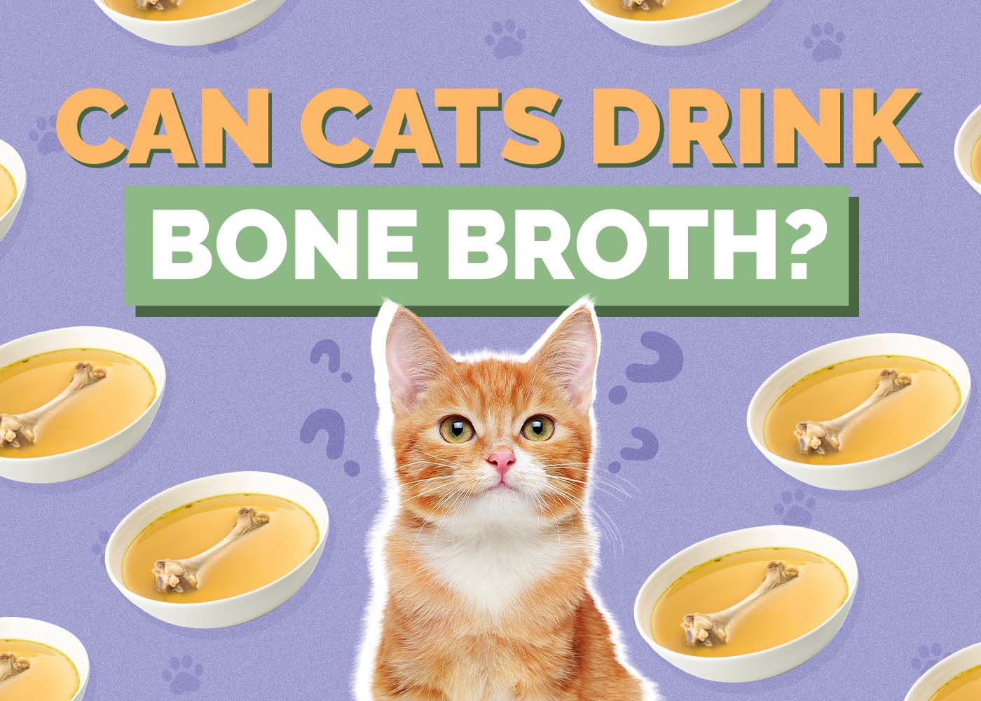 Can Cats Drink Bone Broth? Potential Health Benefits (Vet Reviewed)