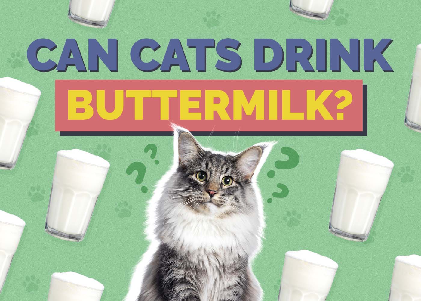 Can Cats Drink Buttermilk? Vet-Reviewed Info to Consider