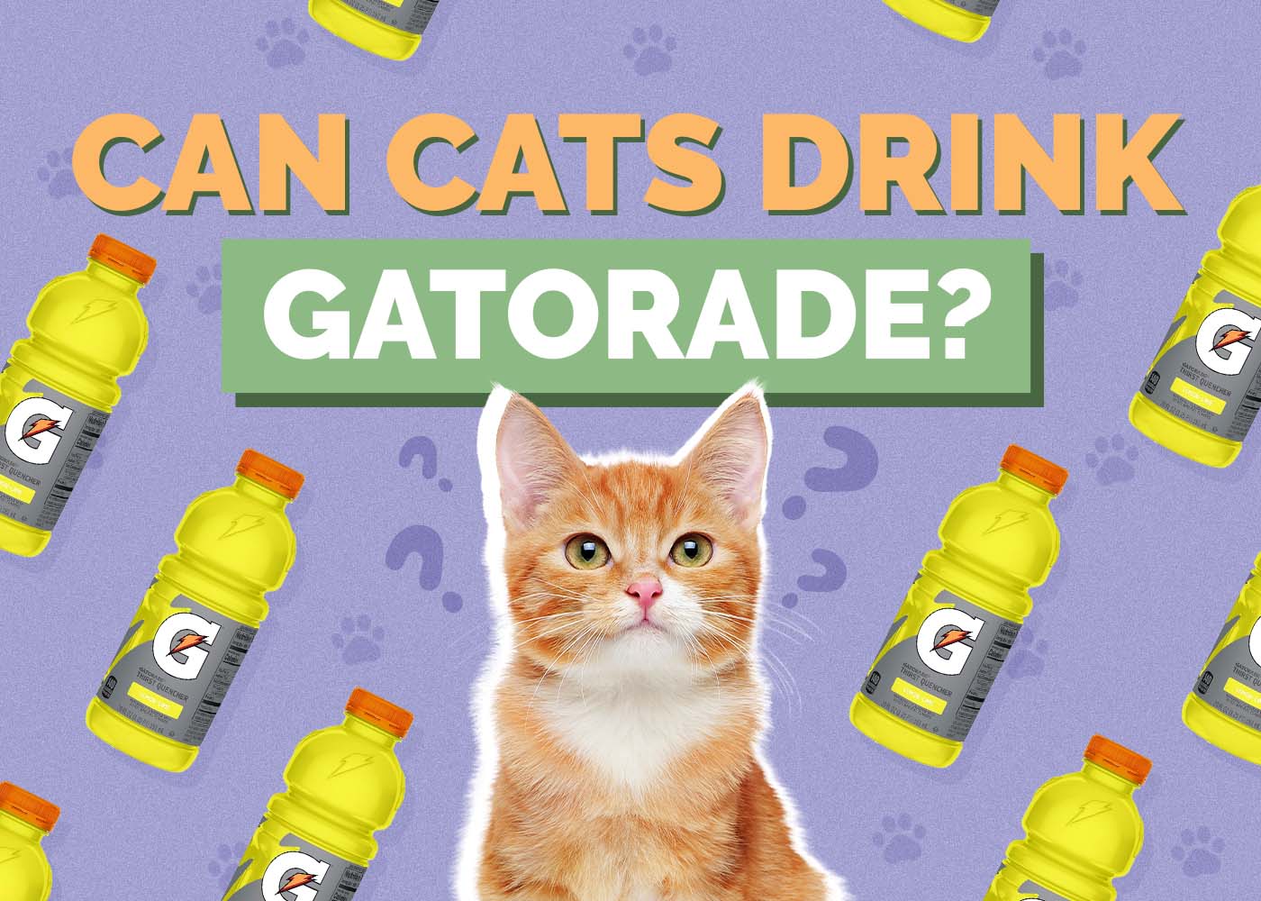 Can Cats Drink Gatorade? Vet-Reviewed Facts & FAQ