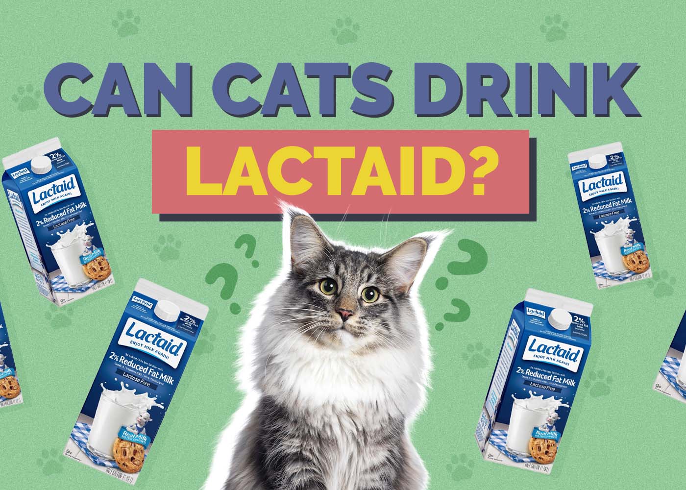 Can Cats Drink Lactaid? Vet-Approved Nutrition Facts