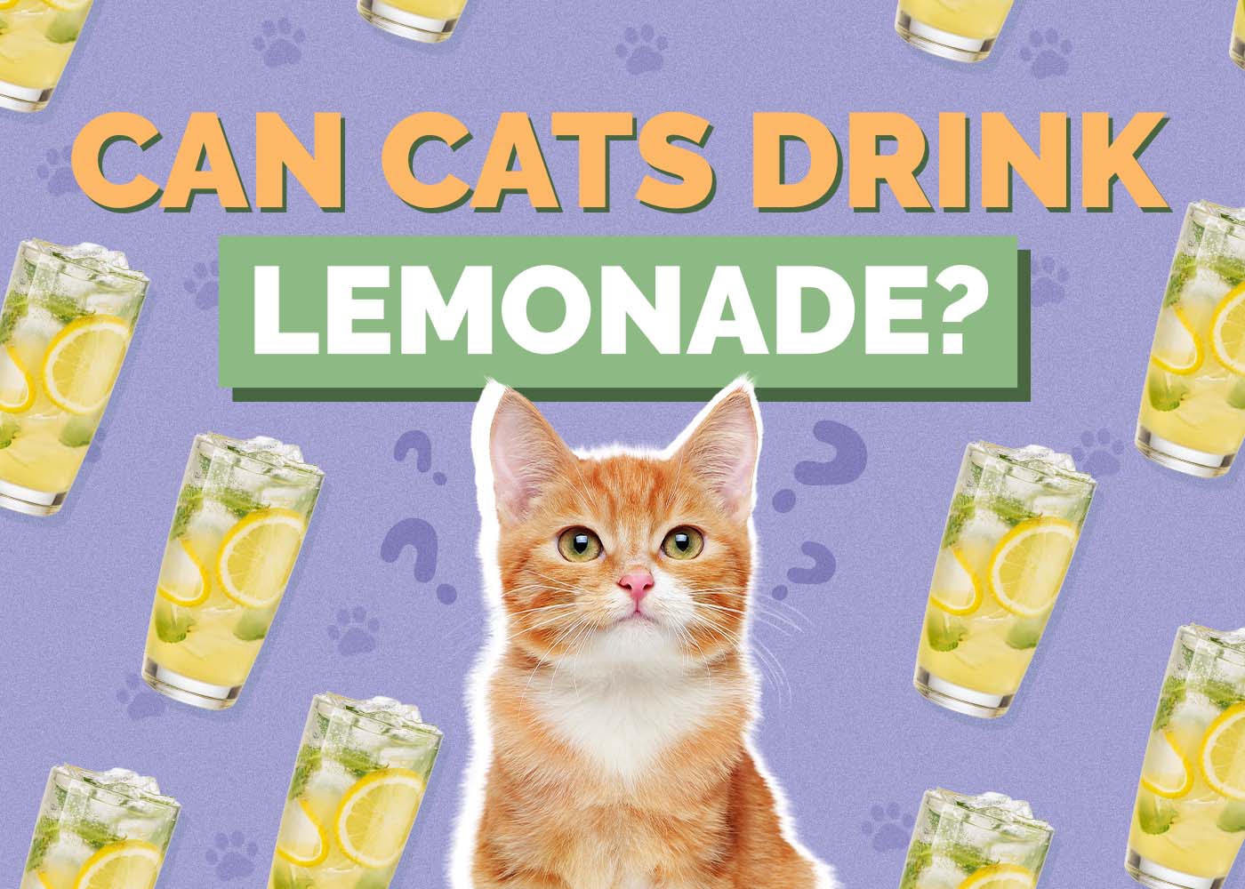 Can Cats Drink Lemonade? Vet Reviewed Facts & Info