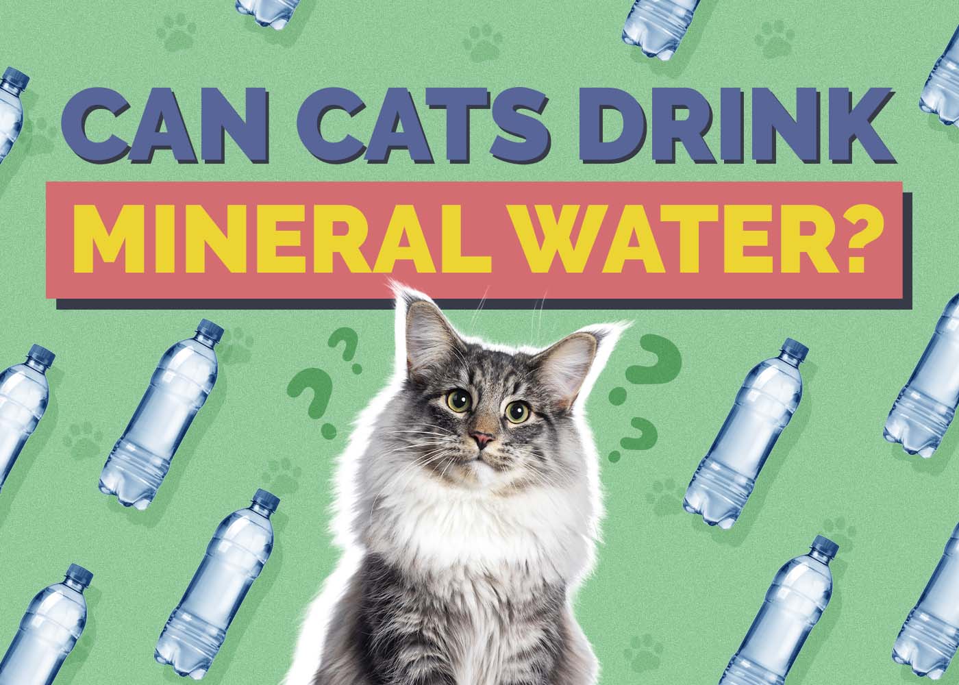 Can Cats Drink Mineral Water? Vet-Approved Nutritional Science & Info