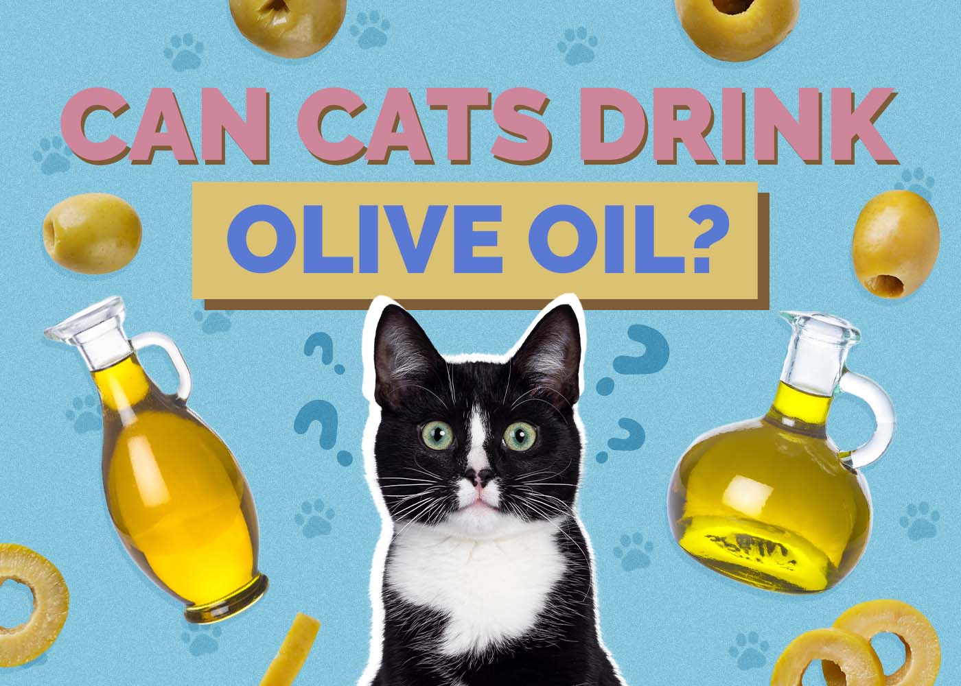 Can Cats Drink Olive Oil? Nutrition Facts & Potential Risks