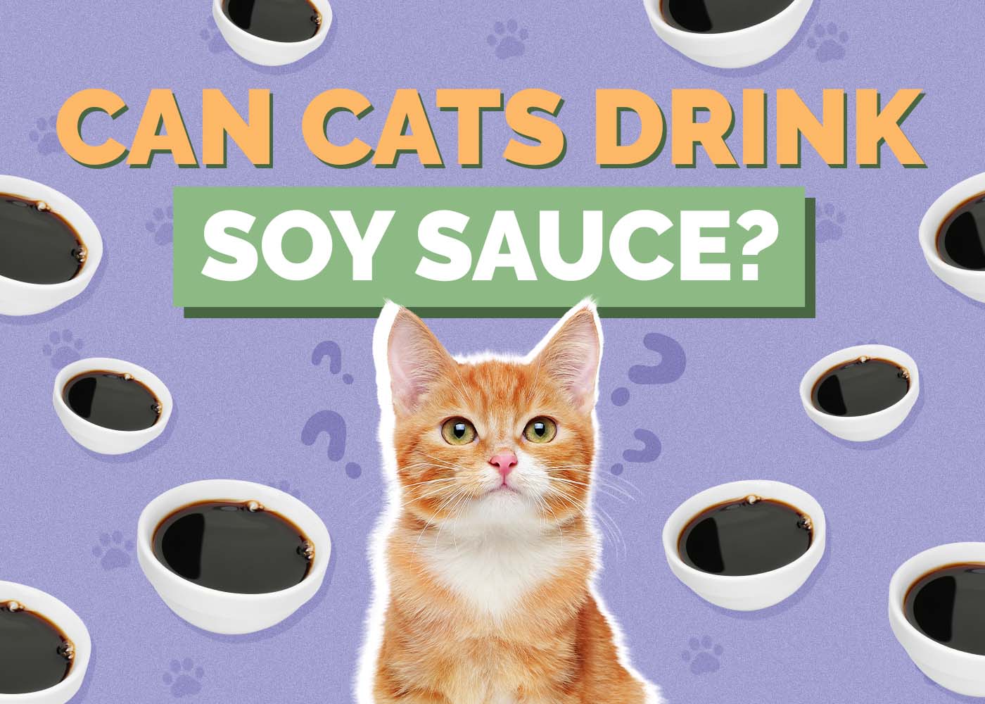 Can Cats Drink Soy Sauce? Vet-Reviewed Facts & Health Risks