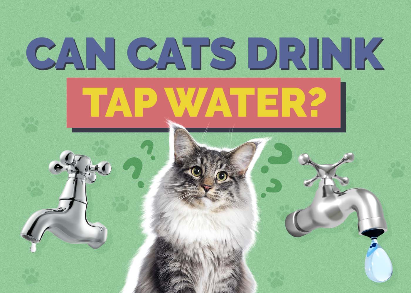 Can Cats Drink Tap Water? Vet-Reviewed Safety Tips