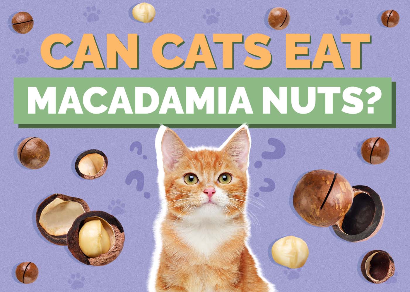 Can Cats Eat Macadamia Nuts? Vet-Reviewed Health & Safety Guide