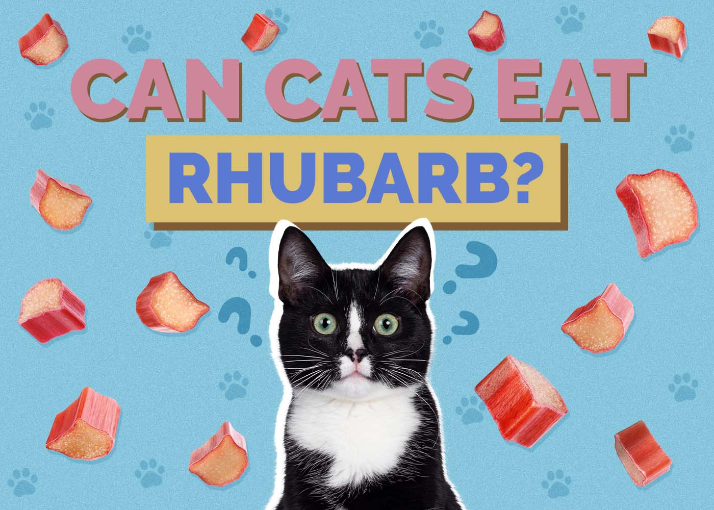Can Cats Eat Rhubarb? What You Need To Know