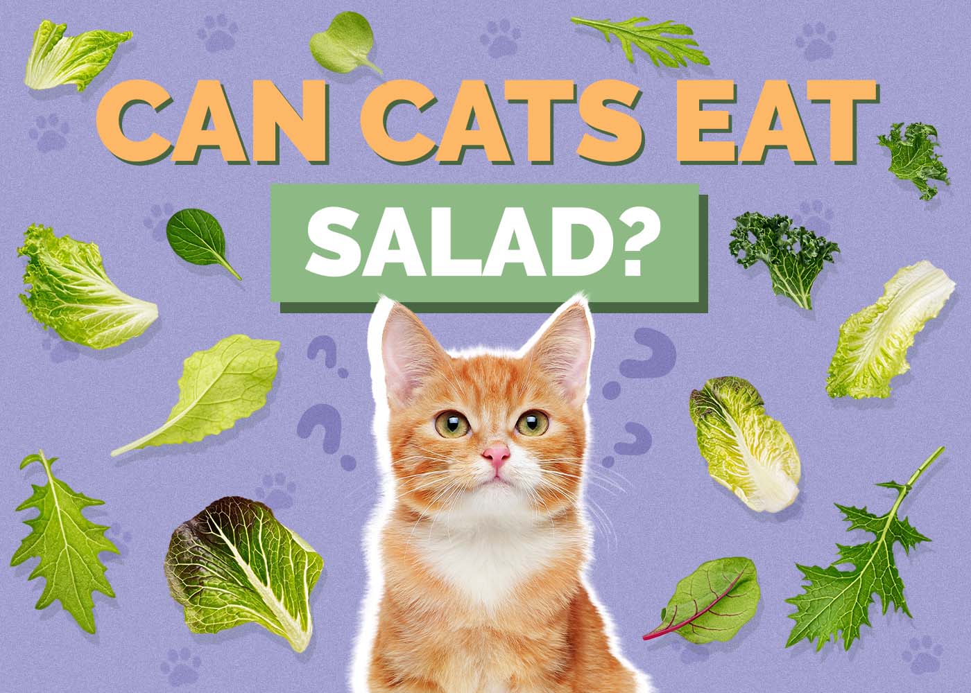 Can Cats Eat Salad? Vet-Verified Safety Guide