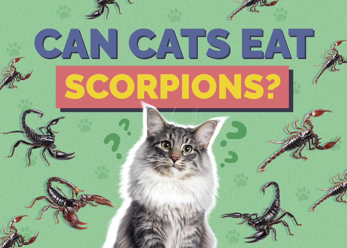 Can Cats Eat Scorpions? Vet-Approved Safety Guide