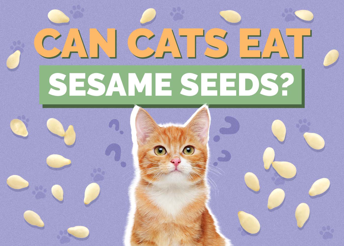 Can Cats Eat Sesame Seeds? Vet-Reviewed Nutritional Info