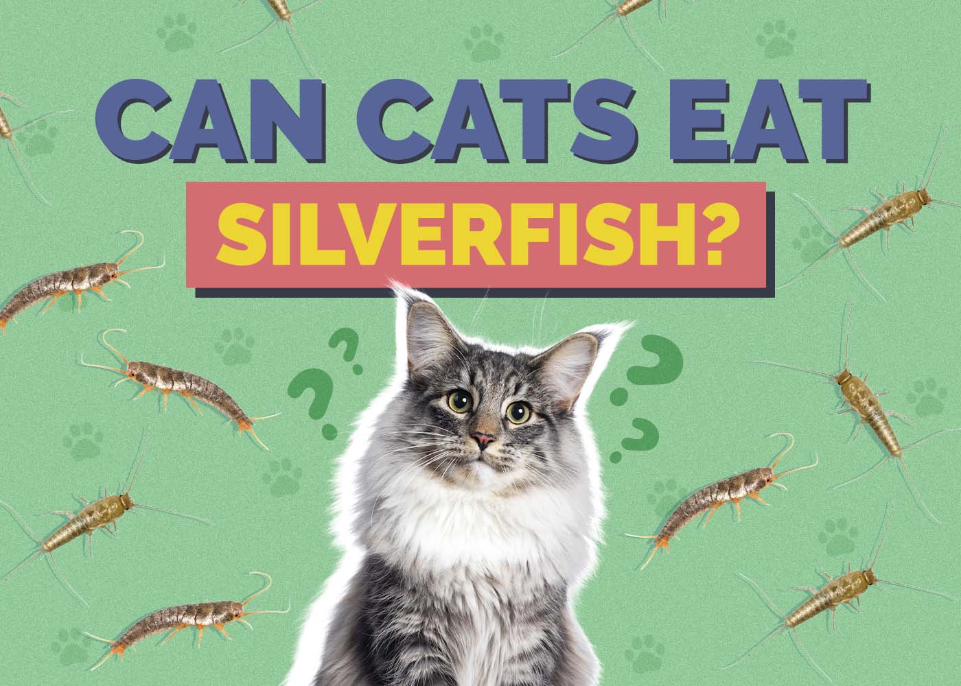 Can Cats Eat Silverfish? Vet-Approved Health & Safety Guide
