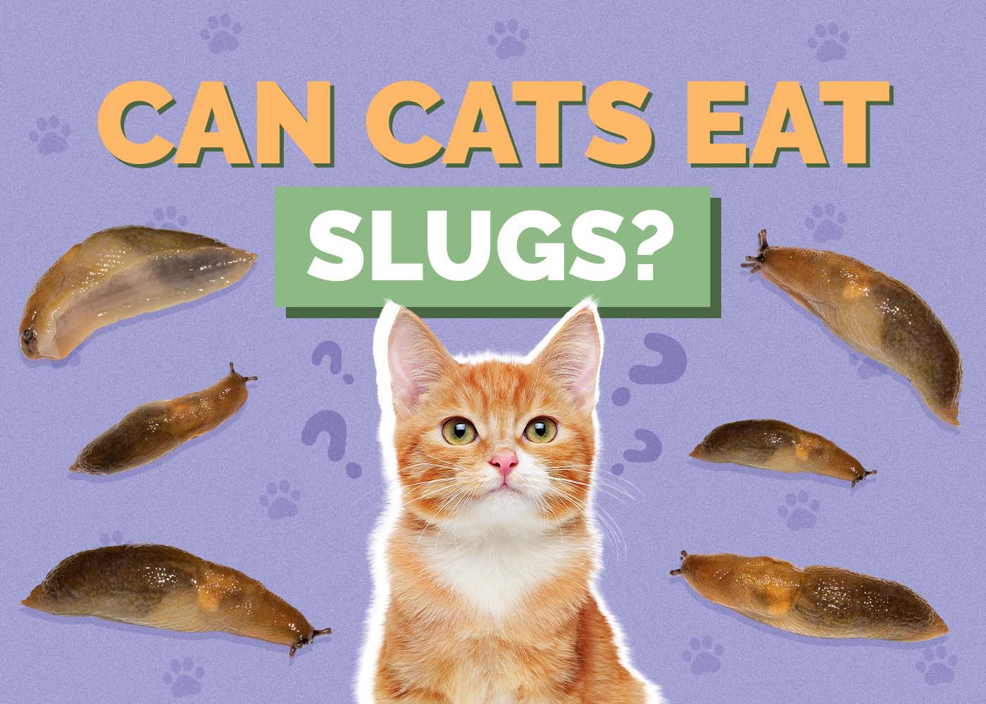 Can Cats Eat Slugs? Nutrition Facts & Safety Guide