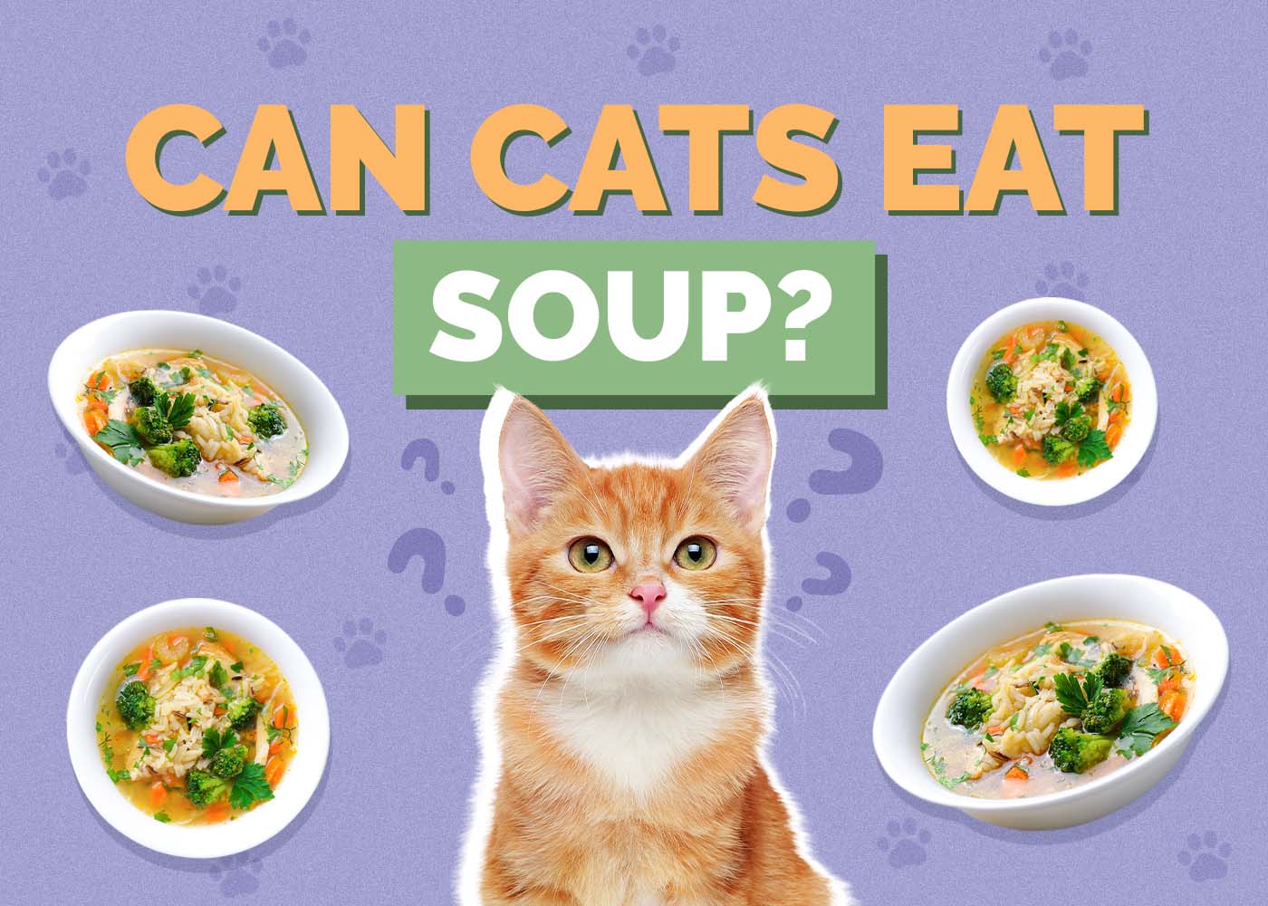 Can Cats Eat Soup? Vet-Reviewed Facts & Safety Guide