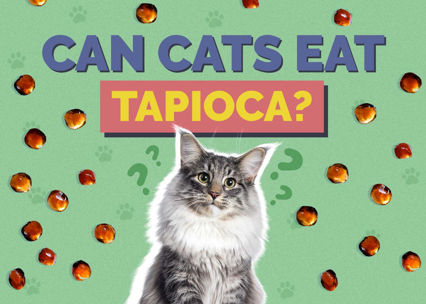 Can Cats Eat Tapioca? Vet-Reviewed Facts & Safety Guide