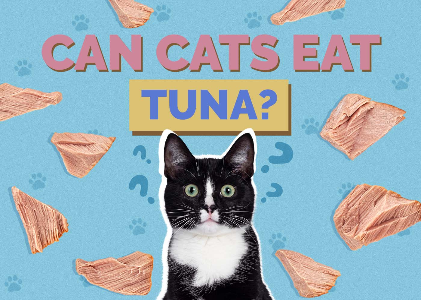 Can Cats Eat Tuna? Vet-Reviewed Health & Safety Guide