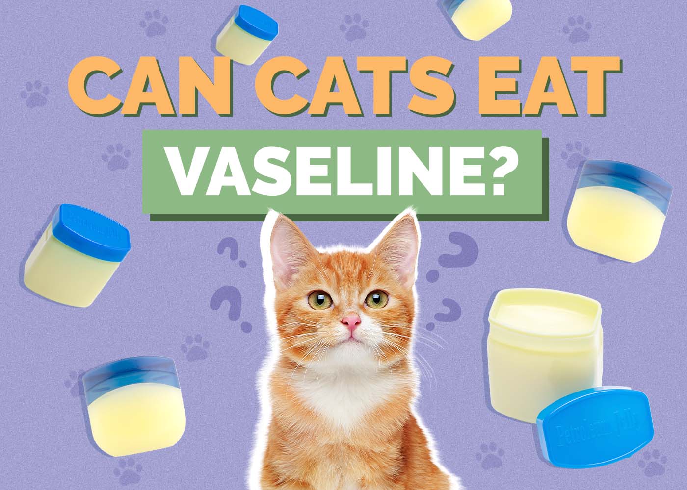Can Cats Eat Vaseline? Vet-Reviewed Health & Safety Facts
