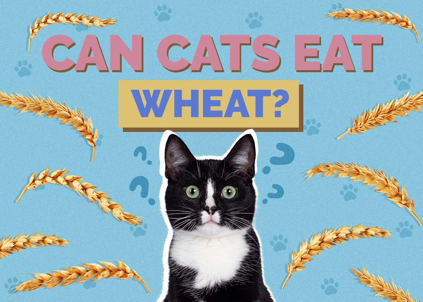 Can Cats Eat Wheat? Vet-Reviewed Facts & Safety Guide