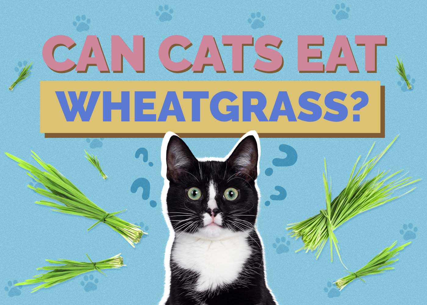 Can Cats Eat Wheatgrass? Vet-Approved Facts