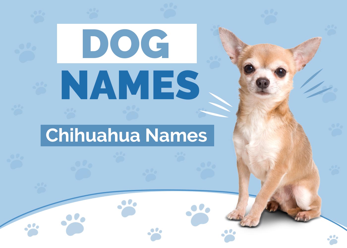 100+ Chihuahua Dog Names: Ideas for Laidback & Adorable Dogs