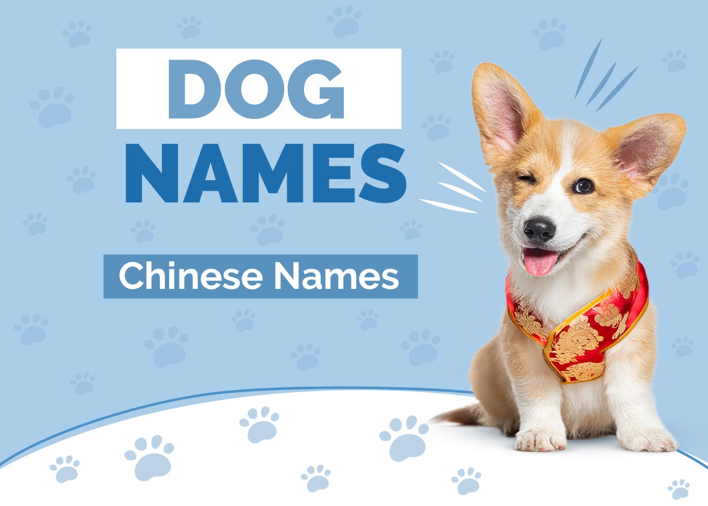 100+ Chinese Dog Names: Authentic & Charming Ideas (With Meanings)