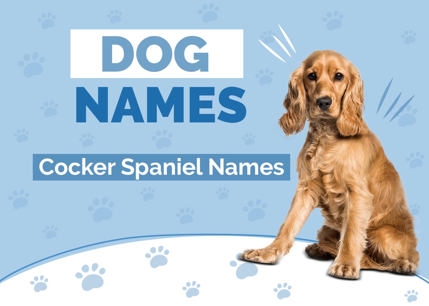 100+ Cocker Spaniel Names: Ideas for Regal & Loyal Dogs