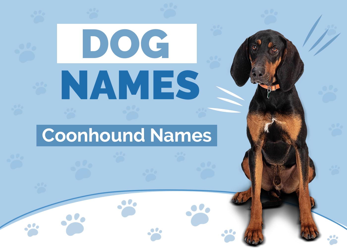 100+ Coonhound Dog Names: Ideas for Intelligent Hunting Dogs