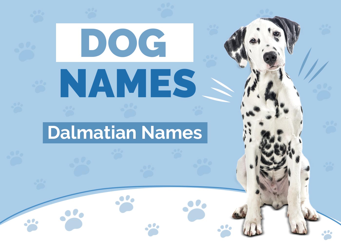 100+ Dalmatian Dog Names: Ideas for Spotty & Cute Dogs