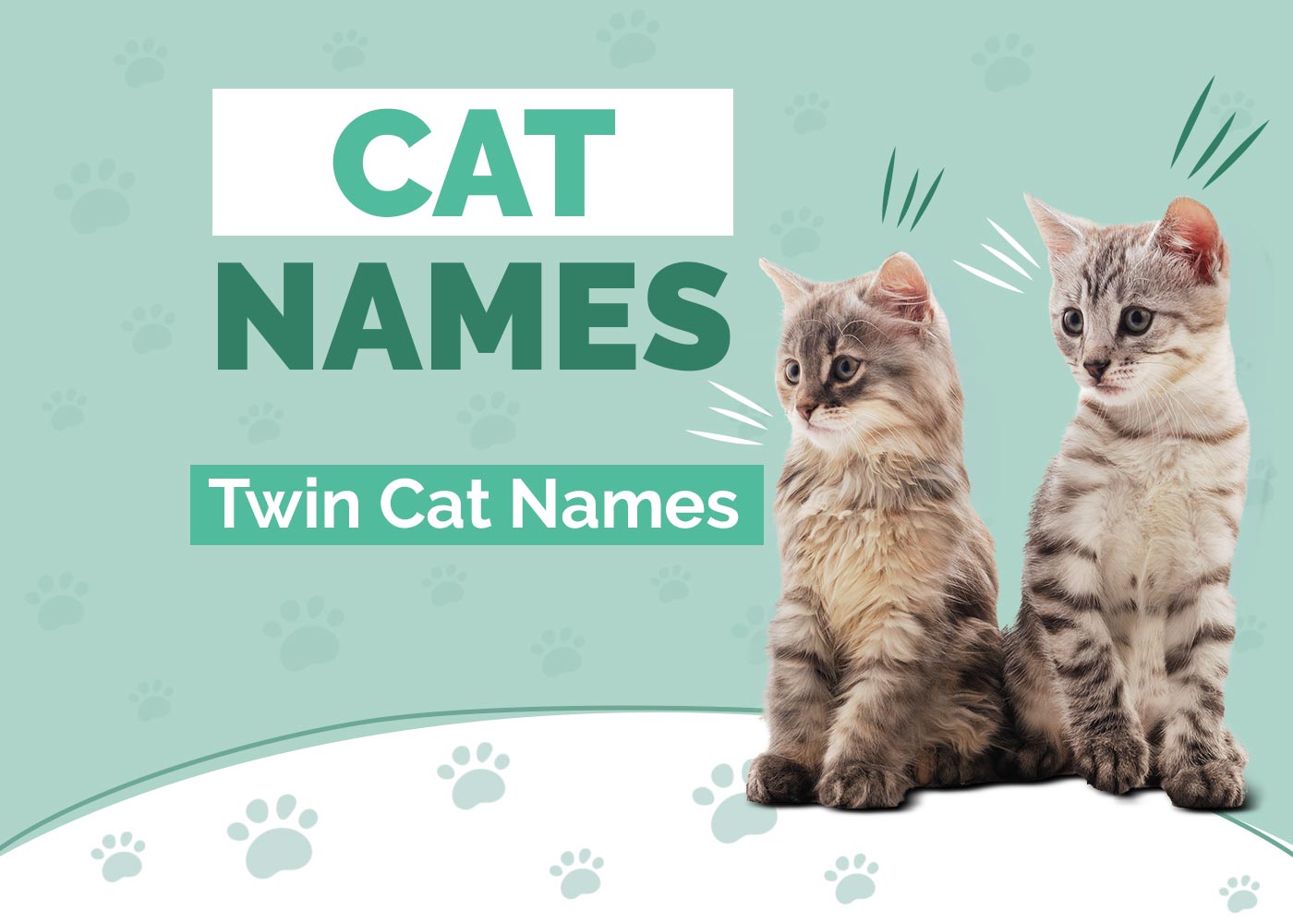 100+ Twin Cat Names: Our Top Picks for Your Partnered Cats