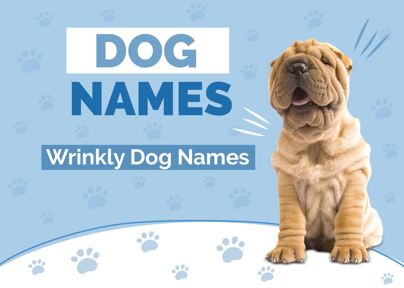 100+ Wrinkly Dog Names: Ideas for Wrinkled & Adorable Dogs