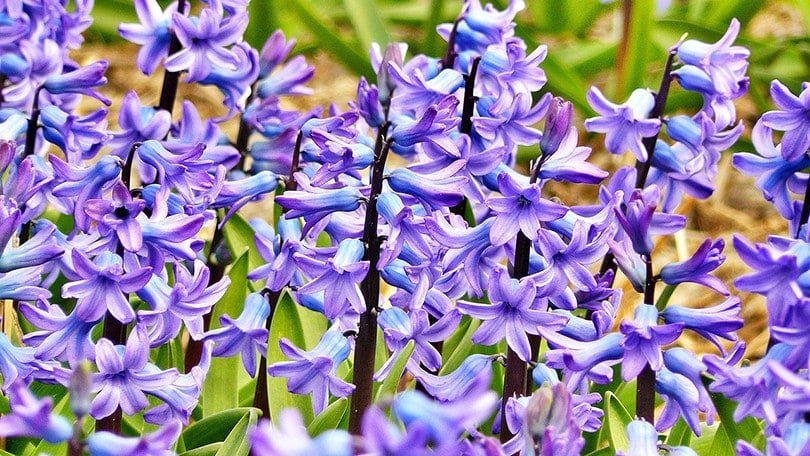 Are Hyacinths Poisonous to Cats? Vet-Approved Facts