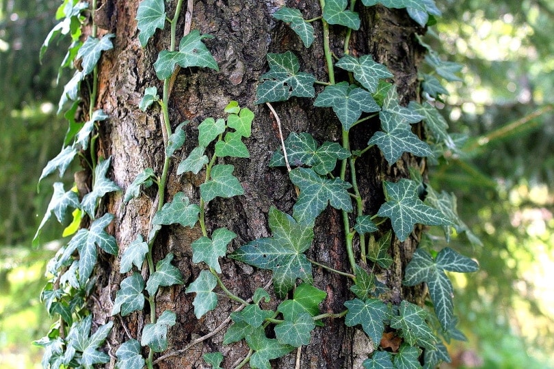 Is Ivy Toxic to Cats? Keeping Your Cat Safe