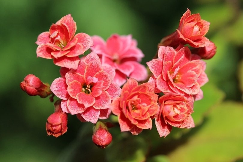 Is Kalanchoe Poisonous to Cats? Vet Approved Facts & Safety Guide