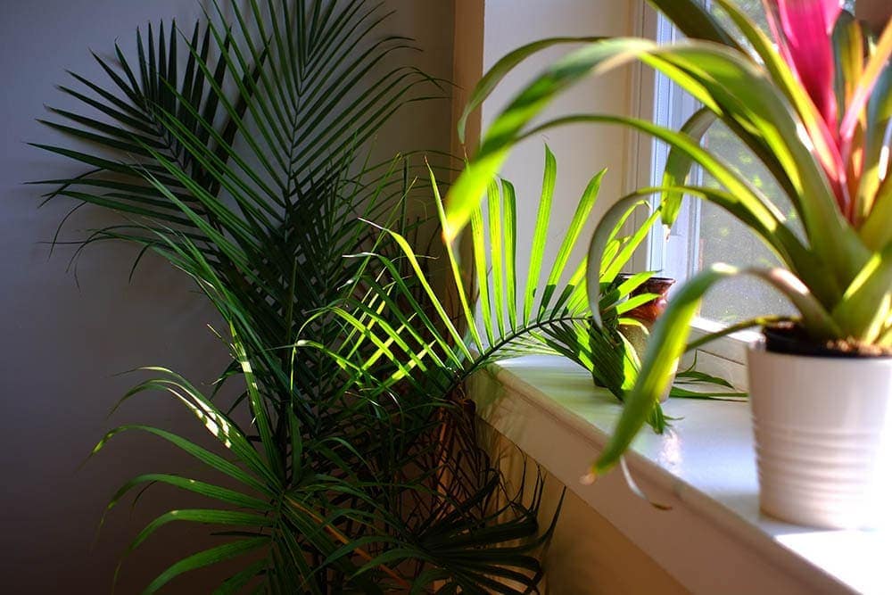 Are Majesty Palms Toxic to Cats? 3 Vet-Approved Tips for Keeping Cats Out of Plants