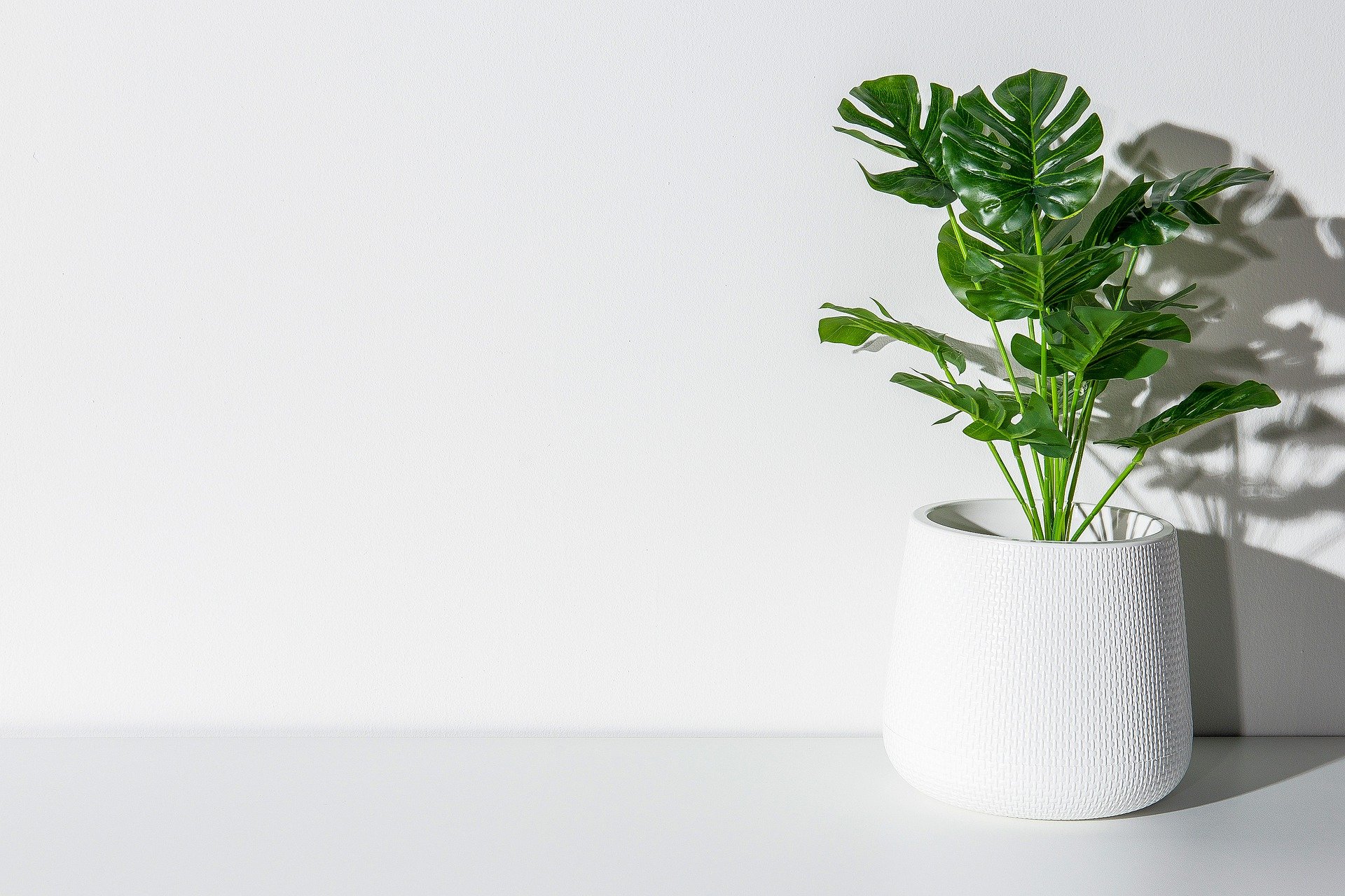 Is Monstera Toxic to Cats? Vet-Approved Facts & Safety Guide