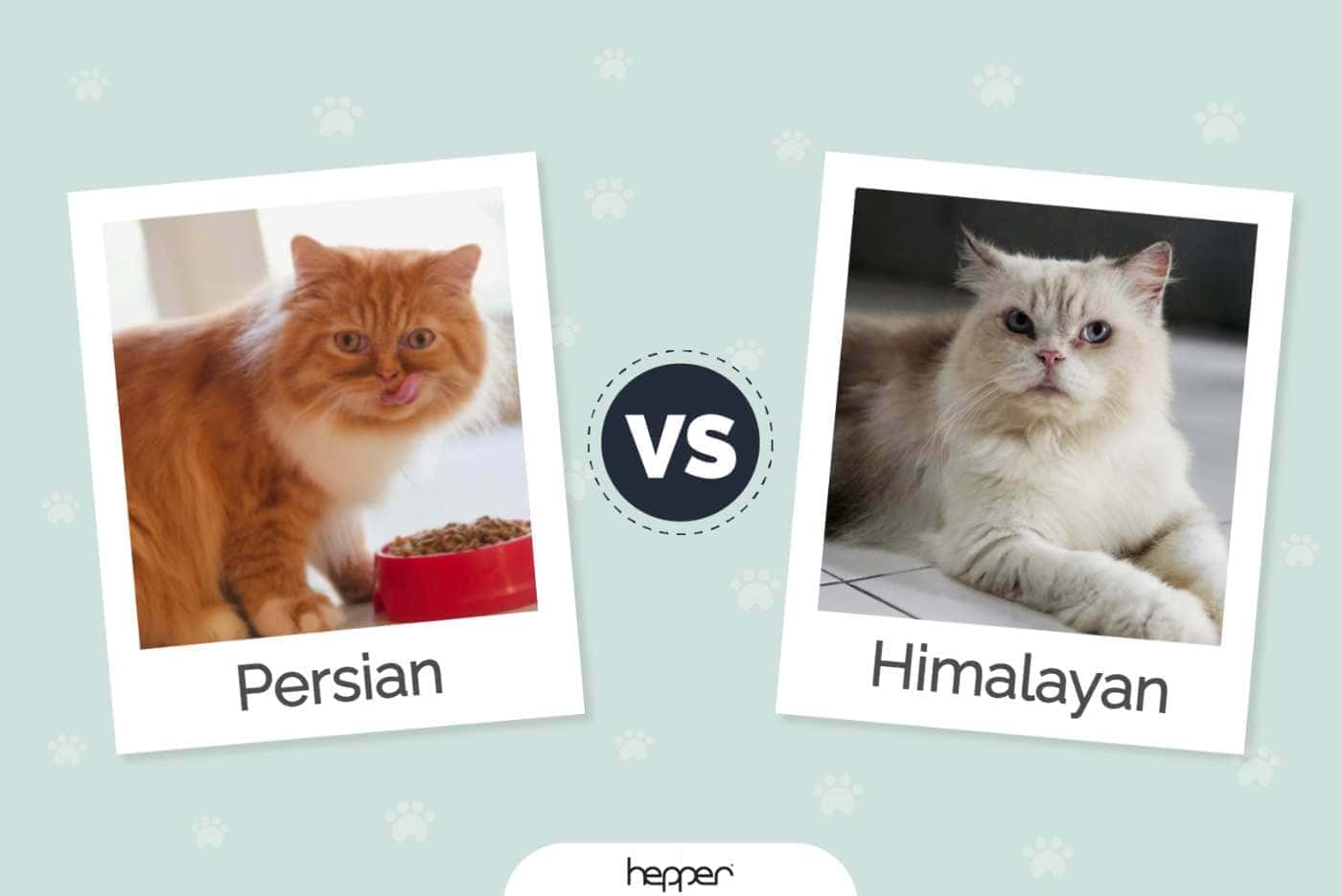 Persian Cat vs Himalayan Cat: Key Differences (with Pictures)