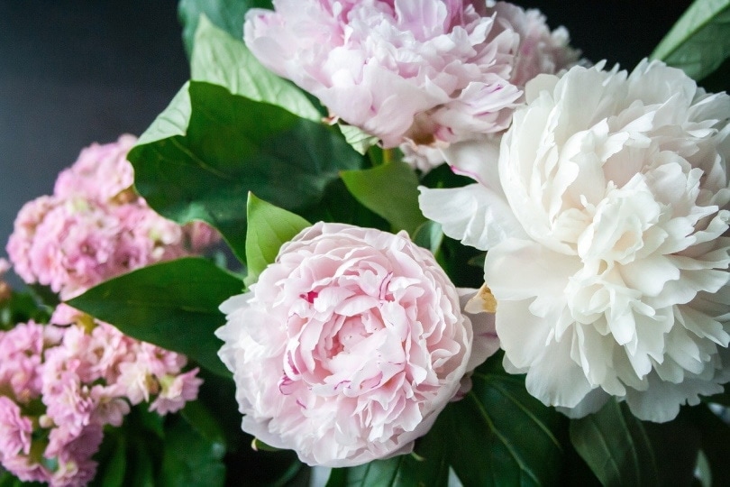 Are Peonies Poisonous to Cats? Vet-Approved Facts